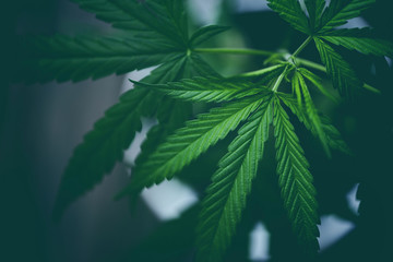 Marijuana leaves cannabis plant tree growing on dark background / Hemp leaf