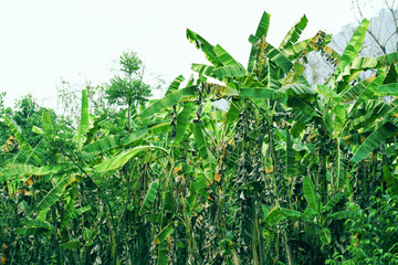 tropical plant banana tree growing in the banana field green jungle nature background