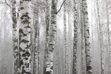 Obraz premium Young birch with black and white birch bark in spring in birch grove against the background of other birches