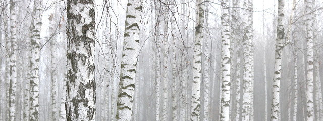 Young birch with black and white birch bark in spring in birch grove against the background of...