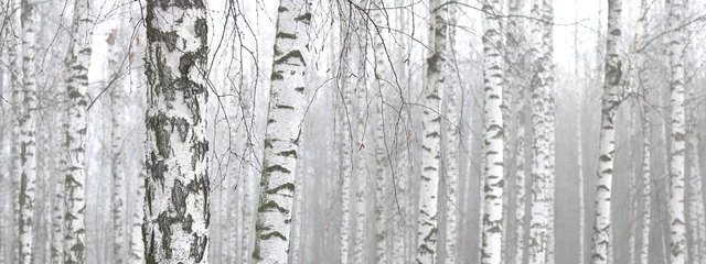  Young birch with black and white birch bark in spring in birch grove against the background of other birches © yarbeer
