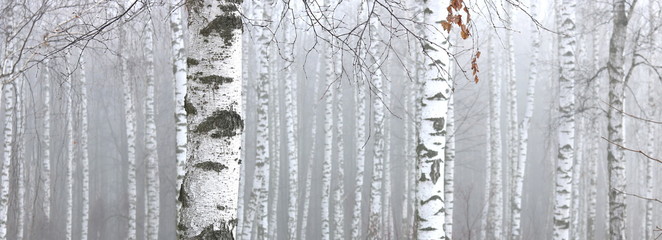 Young birch with black and white birch bark in spring in birch grove against the background of other birches