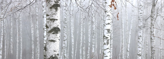 Young birch with black and white birch bark in spring in birch grove against the background of...
