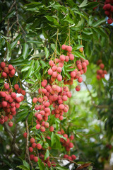 Fresh ripe lychee fruit hang on the lychee tree in the garden