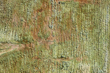 Greenish Old Wood Texture