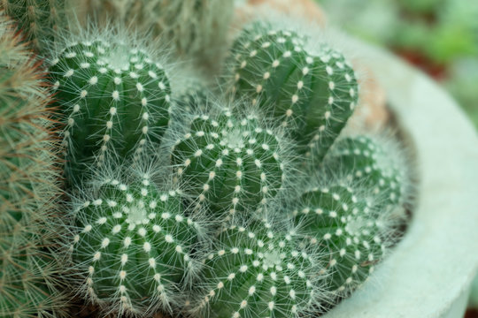 Cactus is a perennial shrub.