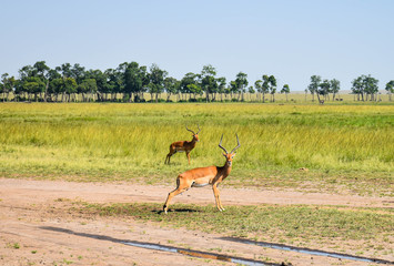A pair of male impala walking near a treeline in the Masai Mara, Kenya, Africa
