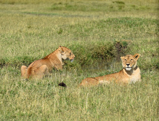 A pair of female lions, lying in grass at the Masai Mara National Game reserve, Kenya, Africa.