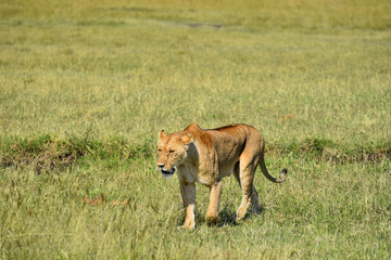 Lioness, female lion, walking through grass in the Masai Mara National Park, Kenya, Africa