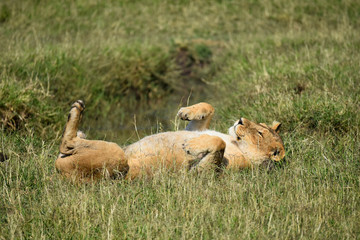 Wild lioness, rolling around on her back with tummy bared, on grass in the Masai Mara National Game park, Kenya, Africa