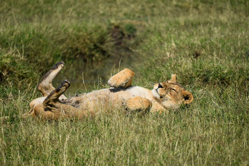 Wild lioness, rolling around on her back with tummy bared, on grass in the Masai Mara National Game park, Kenya, Africa