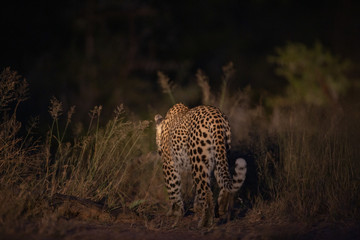 Young female leopard at night with a spotlight in the bush
