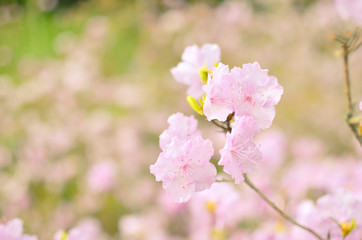Beautiful pink or violet Rhododendron with blured background