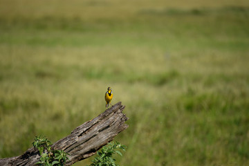 Yellow throated longclaw bird, perched on a dead log, hunting flies that circle it, in the Masai Mara National Game Reserve, Kenya, Africa