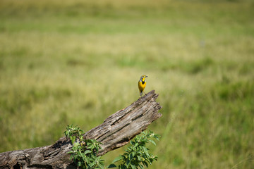Yellow throated longclaw bird, perched on a dead log, hunting flies that circle it, in the Masai Mara National Game Reserve, Kenya, Africa