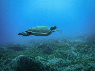 Fototapeta na wymiar Green Sea Turtle (Chelonia mydas) lies at the bottom in sea.