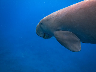 Obraz premium Dugong (sea cow) swims in the sea.