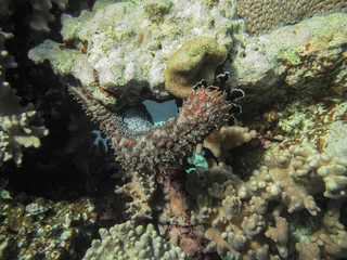 Naklejka na ściany i meble Holothuroidea moves on a coral reef in the sea.
