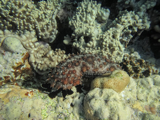 Holothuroidea moves on a coral reef in the sea.