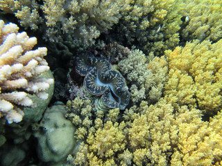 Nephtheidae Soft coral (Litophyton arboreum) and Tridacna gigas.