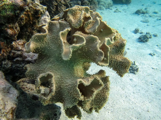 Rough leather coral, Sarcophyton Glaucum.