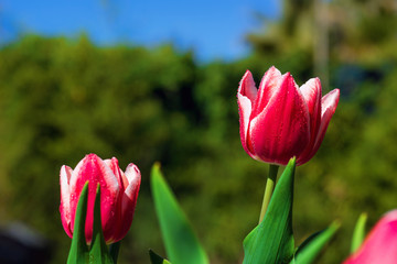 Colorful tulips with water drops