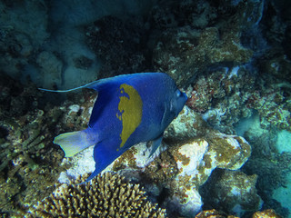 Fototapeta na wymiar Yellowband angelfish (Pomacanthus maculosus), also known as the halfmoon angelfish.