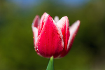 Colorful tulips with water drops