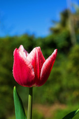 Colorful tulips with water drops