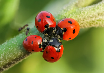 ladybird 6 .. ..