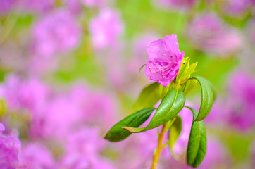 Beautiful pink or violet Rhododendron with blured background
