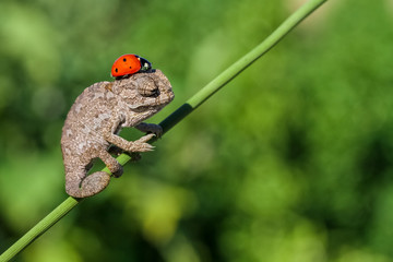 baby cute chameleon 3 ..  © mehmetkrc