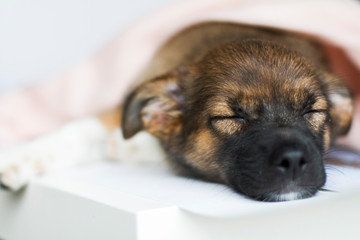 Little puppy sleeping under a blanket