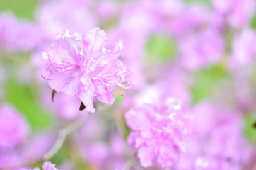 Beautiful pink or violet Rhododendron with blured background