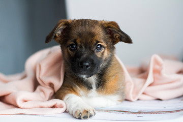 The little dog lies covered with a blanket