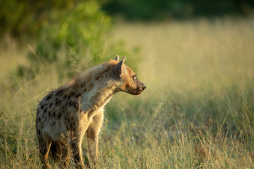 A nervous young hyaena that can no doubt smell the presence of a larger predator