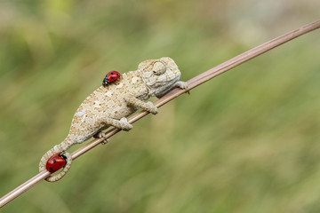 cute chameleon and ladybug ..