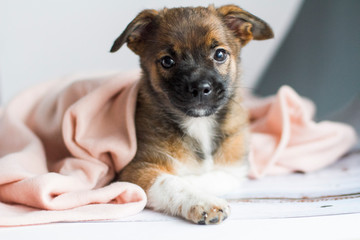 The little dog lies covered with a blanket