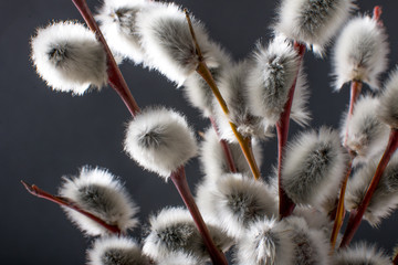 willow branch, willow earrings on black background.