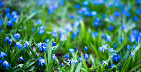 a lot of blue flowers