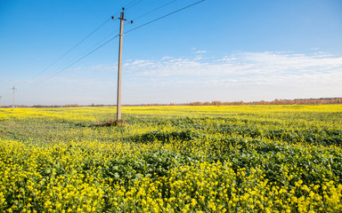 field with blooming rapeseed