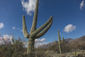Cactus field in Arizona