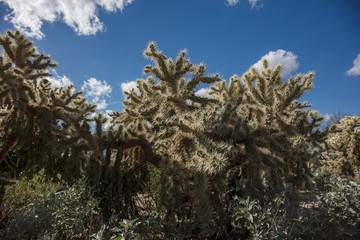 Cactus field in Arizona