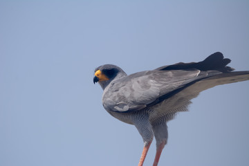 Bird in African