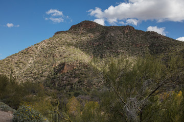 Cactus field in Arizona