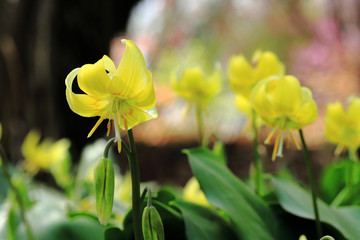 キバナカタクリ