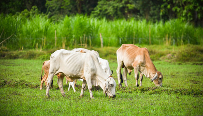 Naklejka na ściany i meble Asia cow grazing grass on field agriculture farm in the countryside