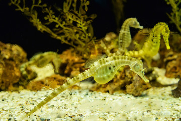Yellow big belly Seahorse swimming underwater ocean