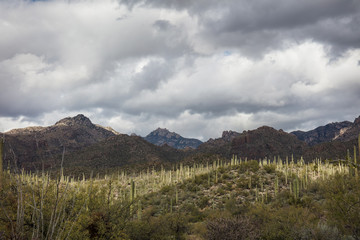 Cactus field in Arizona