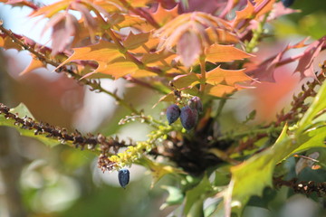flowers on the tree